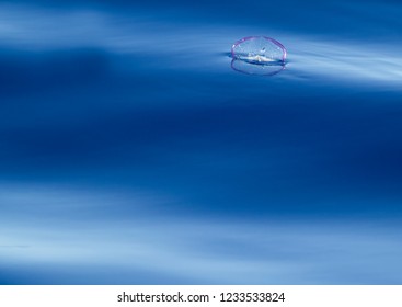 By-the-Wind Sailor - Velella Velella