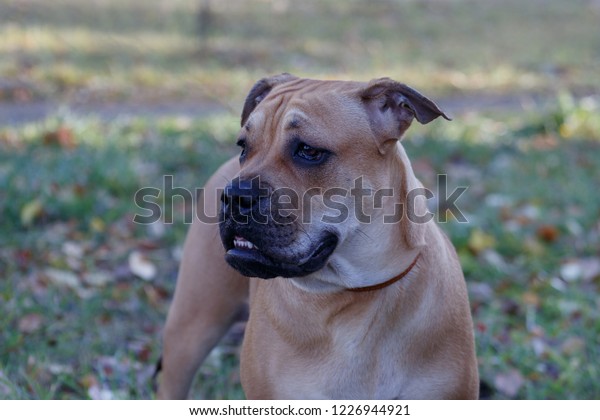 Adorable Bulldog Mastiff