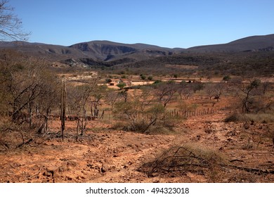 The Caatinga Landscape In Brazil