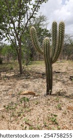 caatinga vegetation with cacti in the state of paraíba