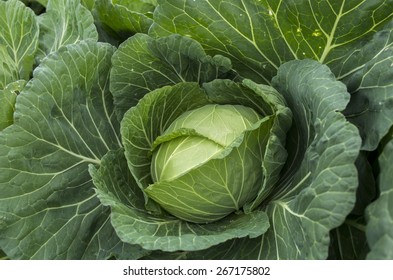Cabbage