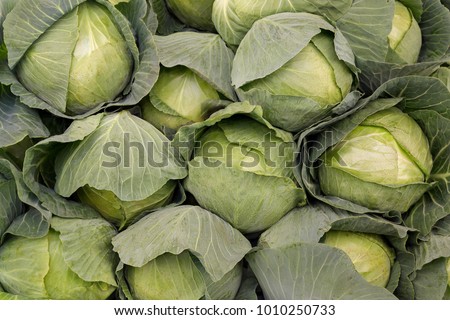 Cabbage background. Fresh cabbage from farm field. Close up macro view of green cabbages. Vegetarian food concept. Brassica oleracea