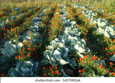 Cabbage beds with flowers on the organic  farm. Cabbage rows with marigolds. - Powered by Shutterstock