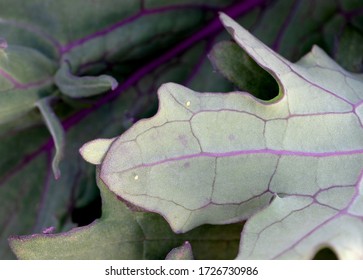 Cabbage Butterfly Eggs On Kale Leaf. Green And Purple Underside Of Red Russian Kale Leaf With Yellow Eggs. Cabbage Butterfly Is A Pest To Crucifer Crops Such As Cabbage, Kale, Bok Choy And Broccoli.