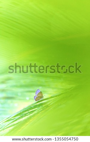 a cabbage butterfly in iron leaves