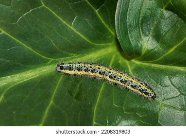 Cabbage Butterfly Larva. Liguria, Italy