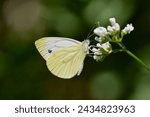 Cabbage butterfly, scientific name pieris rapae, taken in Geneva, CH.