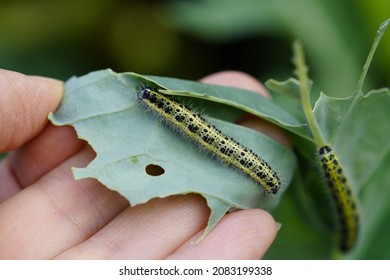 Cabbage caterpillar on a kohlrabi leaf. Insect close up. Pest in the vegetable patch.