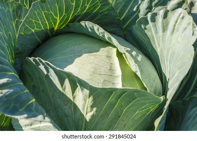 cabbage close up