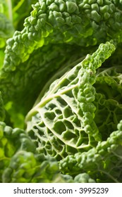 cabbage close up