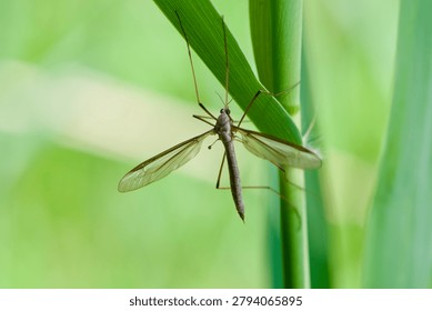 Cabbage crane fly (Tipula oleraces) resting in reed.
