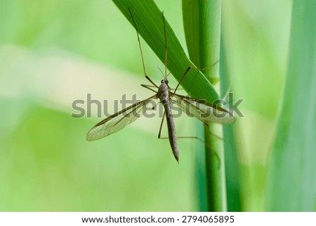 Cabbage crane fly (Tipula oleraces) resting in reed.
