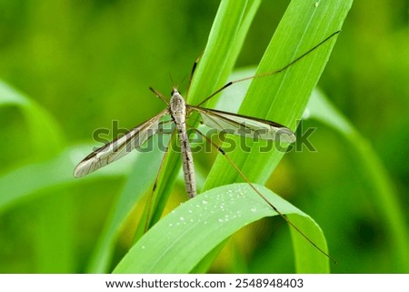 Cabbage cranefly (Tipula oleracea) resting between reed.