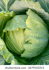 cabbage with dew drops close-up