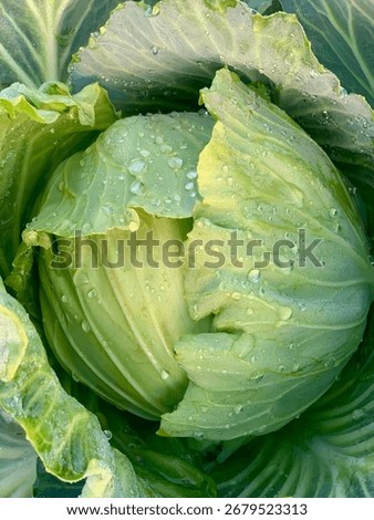 cabbage with dew drops close-up