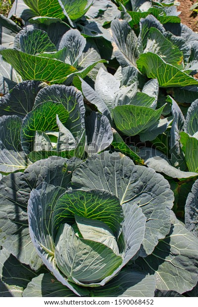 Cabbage Farming Central Java Indonesia Stock Photo 1590068452 ...