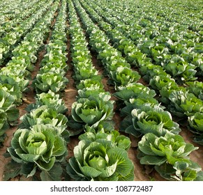 Cabbage Field