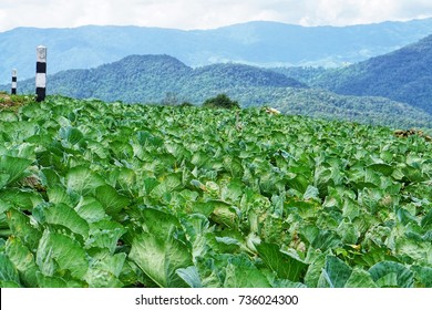 cabbage field