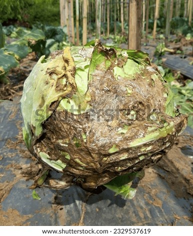 cabbage in the field attacked by bacterial soft rot