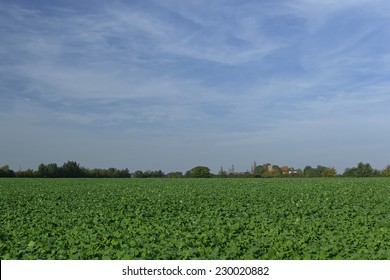Cabbage field and farm on skyline in Essex, England; blue sky with wispy clouds; sunny day (landscape format).