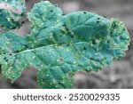 Cabbage flea beetle (Phyllotreta cruciferae) or crucifer flea beetle on bitten cabbage leaf.