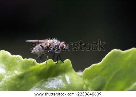 Cabbage fly (also cabbage root fly, root fly or turnip fly) - Delia radicum on the leaf. The larvae or maggots feed on the roots of many plants, including crops.