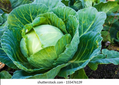 Cabbage In The Garden