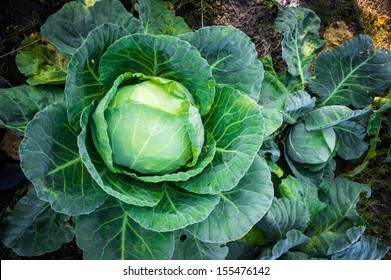 Cabbage In The Garden