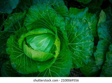 cabbage in the garden. Fresh cabbage from farm field. Top view of green cabbages plants.  - Shutterstock ID 2100069556