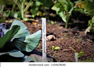 Cabbage Growing With A Vegetable Garden Marker