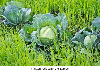 Cabbage Grown In The Green Manure