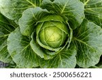 Cabbage grows in an agricultural field. Close-up of a large green cabbage. Cultivation of cabbage.