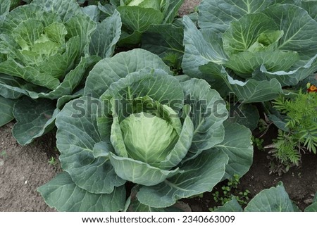 Cabbage grows in the garden