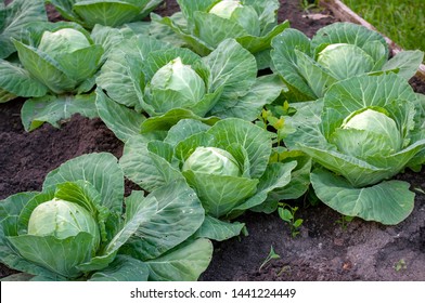 Cabbage Grows On A Bed In The Garden