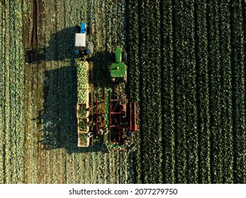 Cabbage harvest. Top view of the field of green cabbage. Autumn harvest. Agricultural farm view from above. Healthy food.
Harvester machine working in field. Combine harvester agriculture machine