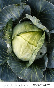 The Cabbage head close up