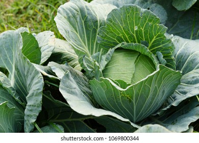 Cabbage or head cabbage in the garden. Thailand