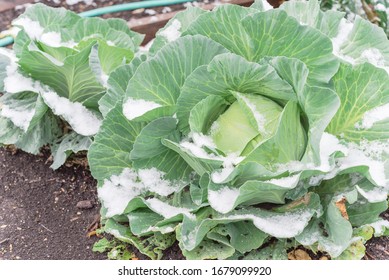 Cabbage Heads Covered In Snow Growing At Winter Garden With Hose Irrigation System Near Dallas, Texas, America. Homegrown Cool Crop Cultivated On Healthy Compost Soil At Allotment.