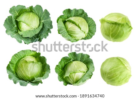 cabbage isolated on white background, clipping path, full depth of field