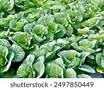 cabbage or kale (Brassica oleracea var. capitata). Cabbage on the plantation grows well. green cabbage.