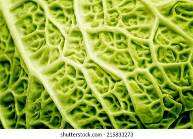 cabbage kale macro texture