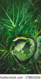 Cabbage is a leafy green, red, or white biennial plant grown as an annual vegetable crop for its dense-leaved heads. It is descended from the wild cabbage, and belongs to the "cole crops". - Shutterstock ID 1788103367