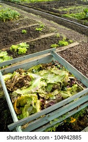 	Cabbage Leaves On A Compost Heap  Vitamins Healthy Biological Homegrown Spring Organic - Stock Image