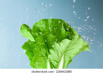 cabbage leaves with water droplet on blue background - Powered by Shutterstock