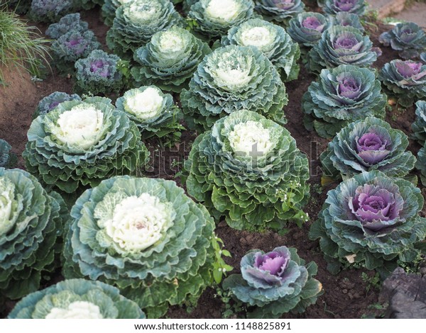 Cabbage Look Like Flower Stock Photo Edit Now 1148825891