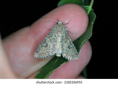 Cabbage moth (Mamestra brassicae). Insect in the family Noctuidae. - Shutterstock ID 2185336955