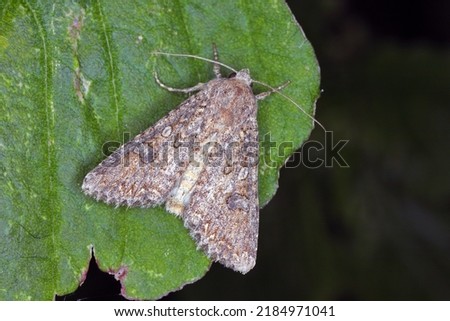 Cabbage moth (Mamestra brassicae). Insect in the family Noctuidae.