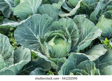 cabbage in the mountain