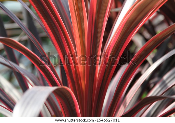 Cabbage Palm Cordyline\
Australis red 