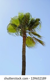 Cabbage Palm Latin Name Sabal Palmetto